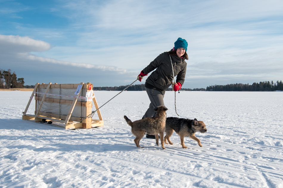 kasvihuonelasien kuljetus saareen jäätä pitkin