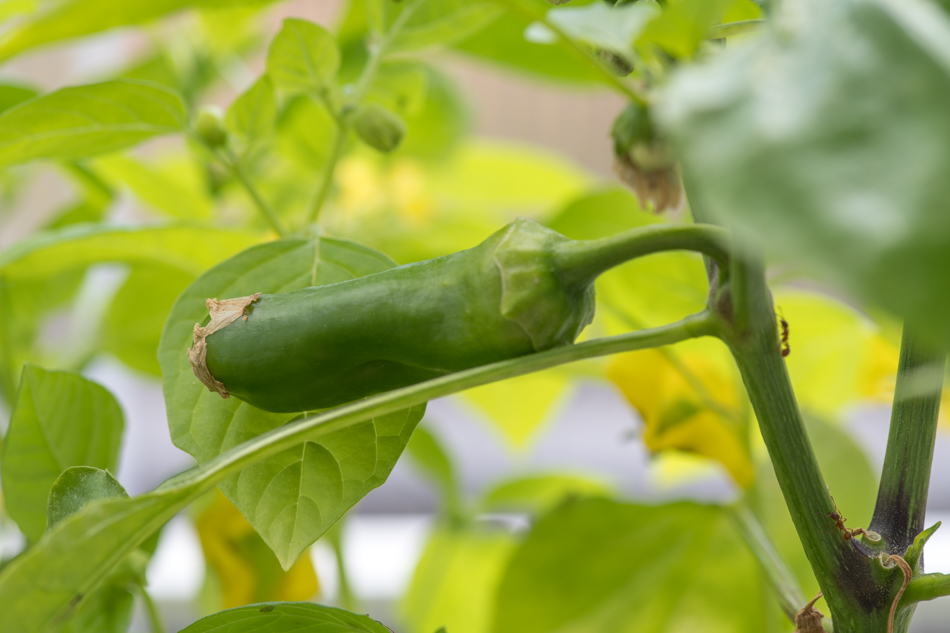 paprika kasvihuoneessa