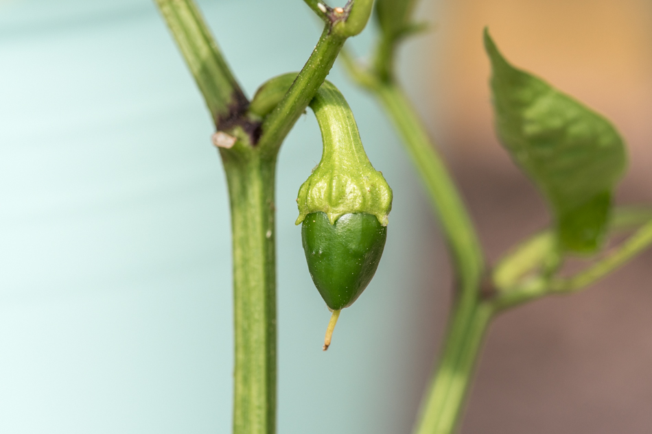 paprika viihtyy kasvihuoneessa