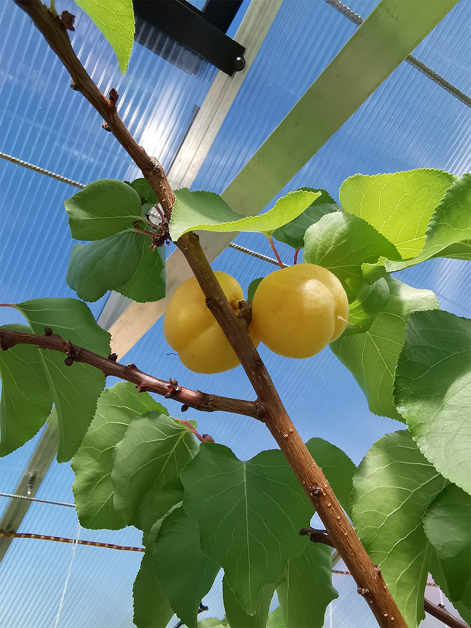 aprikoosipuu kasvihuoneessa