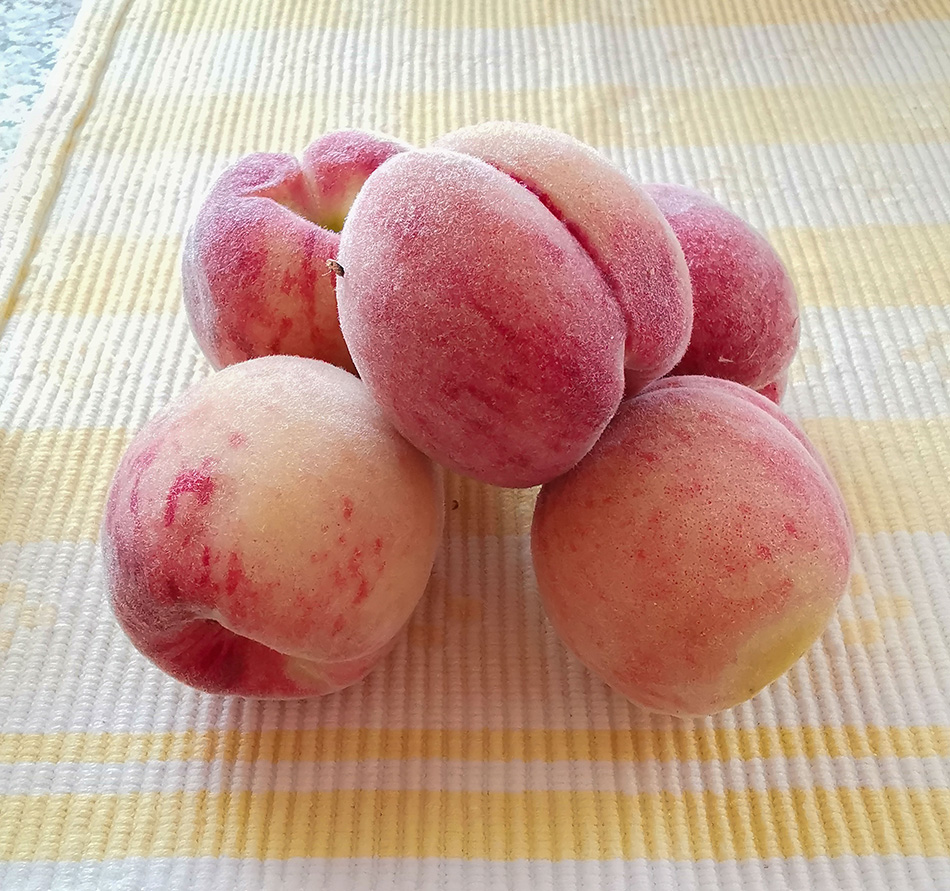 persikat kasvihuoneesta