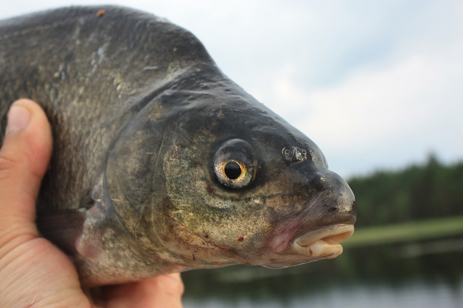 lahnan kalastaminen verkolla