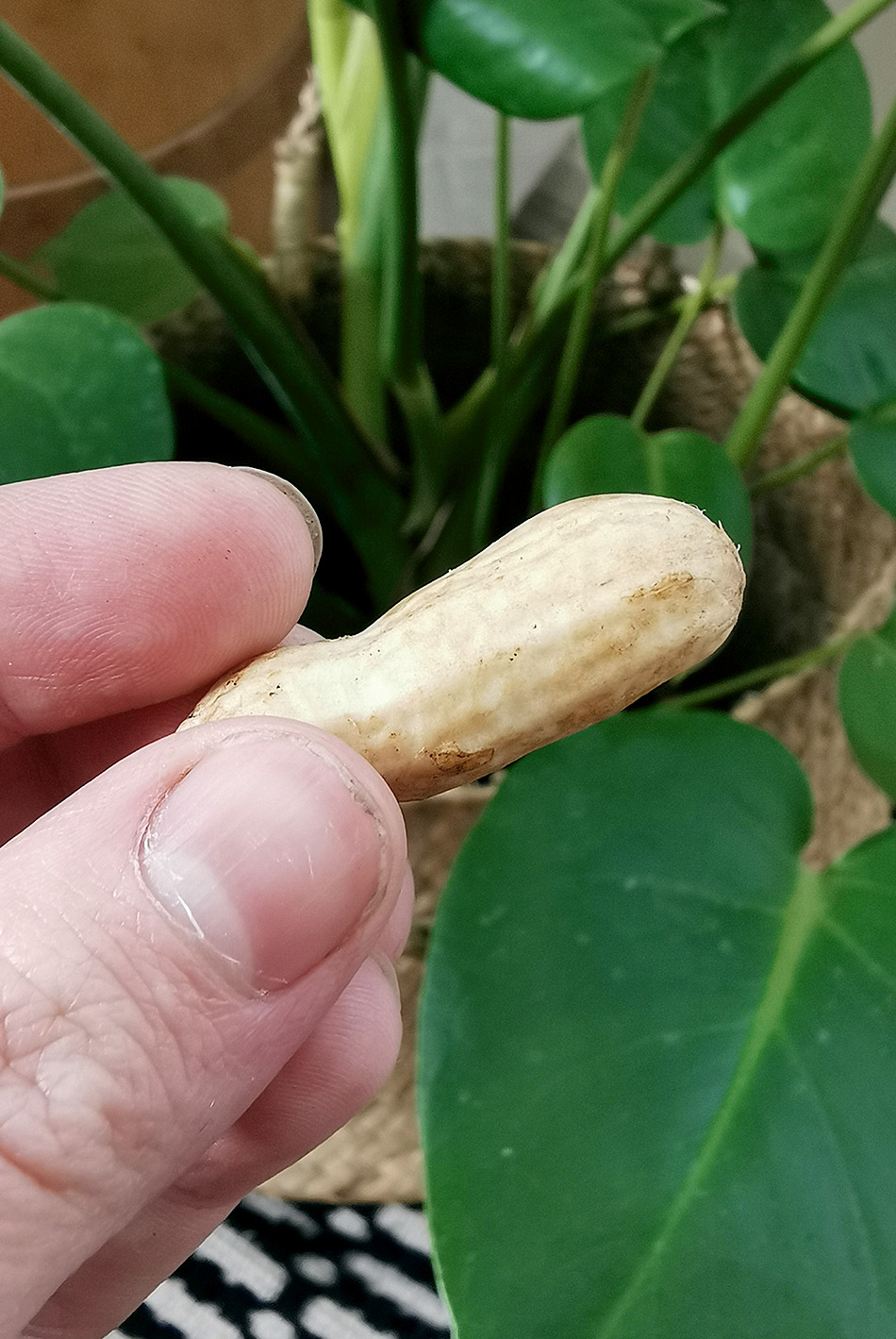 itse kasvatettu maapähkinä