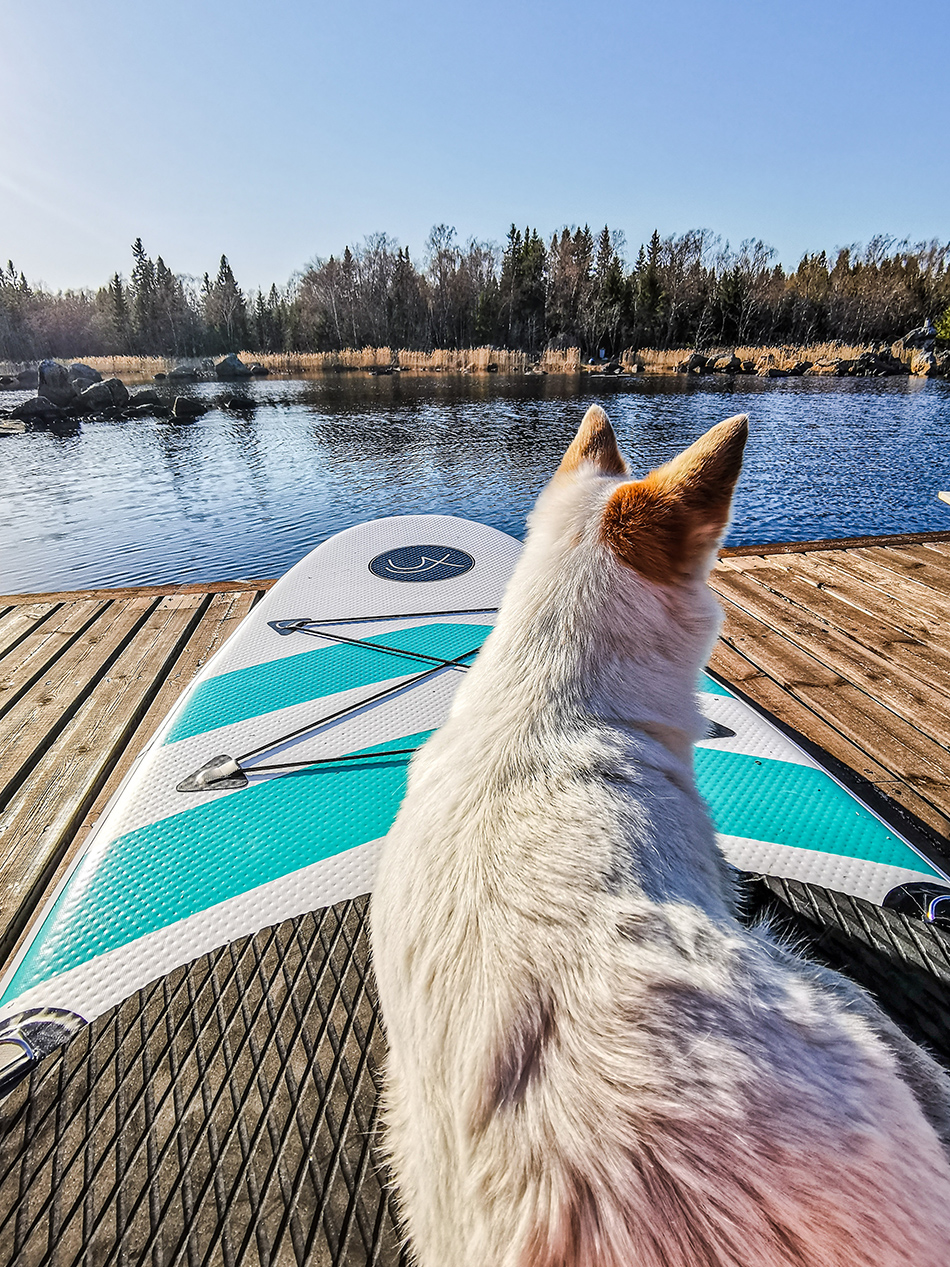 SUP-lautailu koiran kanssa