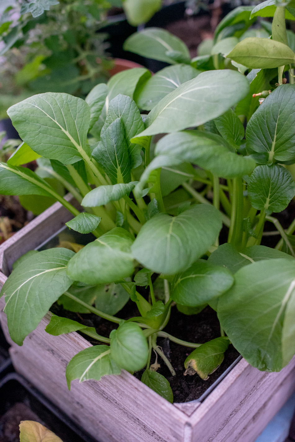 pinaattikiinankaalin kasvatus talvella