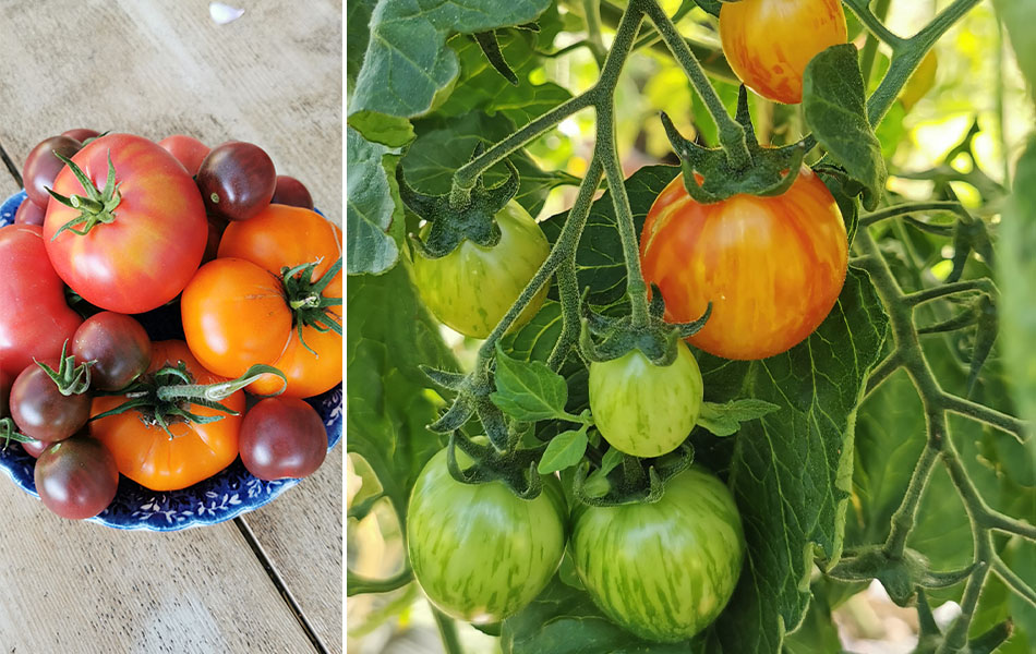 erilaiset tomaattilajikkeet