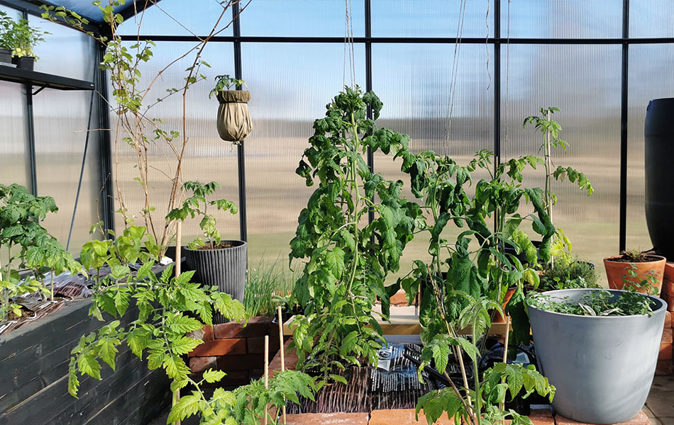tomaatin kasvatus kasvihuoneessa