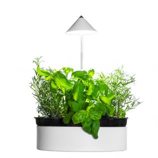 Sunlite miniHerb L yrttitarha kasvivalolla