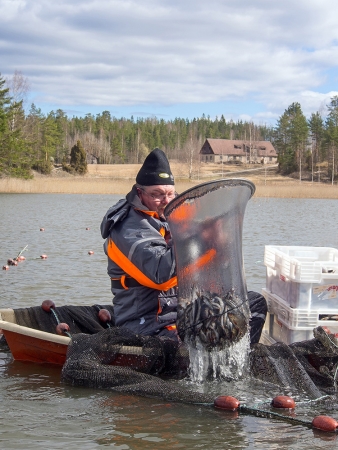 Hoitopyyntirysä 3,0 m