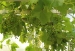 I en kunds Premium-växthus med isolerplast växter det fullt med vindruvor!