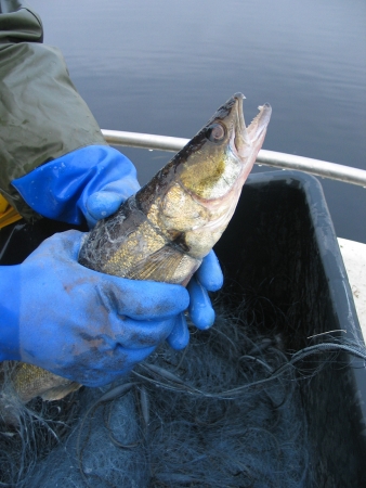 SHOWA 660 Kalastajankäsine, pari