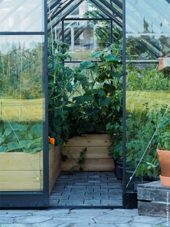 Växthus Halls Qube 6,4 m² säkerhetsglas, svart stomme