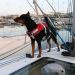Koiran pelastusliivit, Lalizas