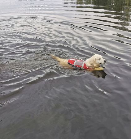 Flytväst för hund, Lalizas