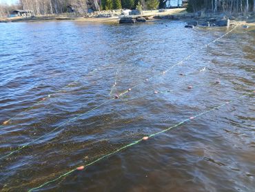 Lahtirysä Easy