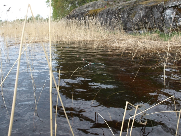 Luokkirysä 8,5 m