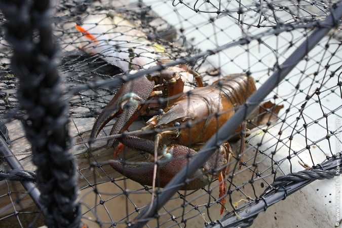 Ahti Rapumerta Super 61 x 43 x 20 cm 