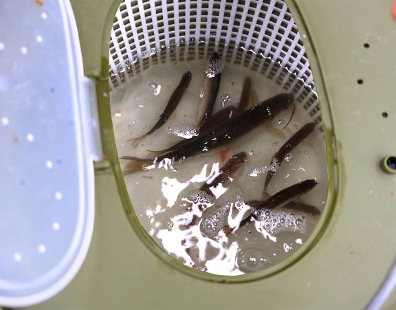 Beteshink 40 x 26 cm, Mikado