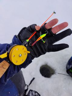 Tasapainopilkki Kauppilankoukku Papukaija